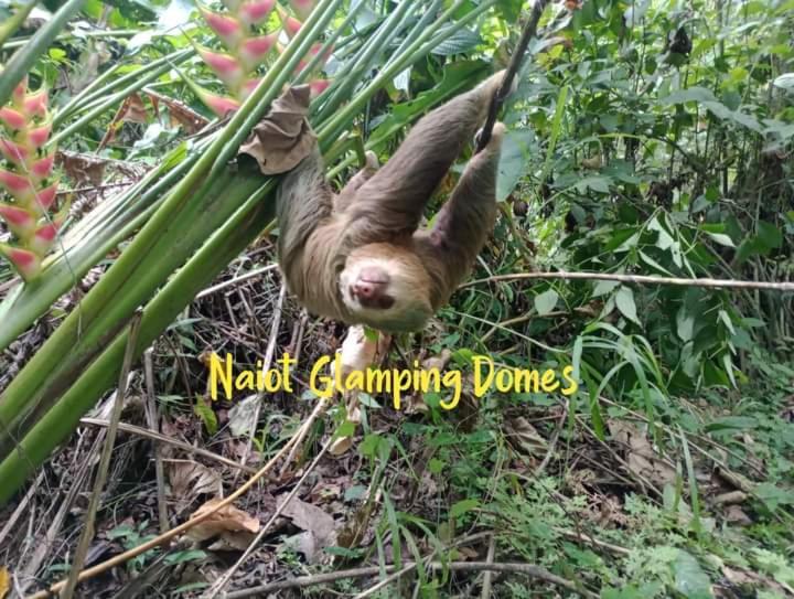 Glamping Naioth Apartment Guápiles Exterior foto