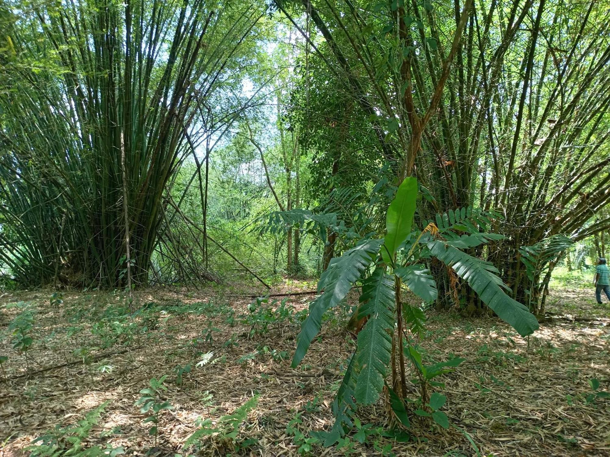 Glamping Naioth Apartment Guápiles Cameră foto